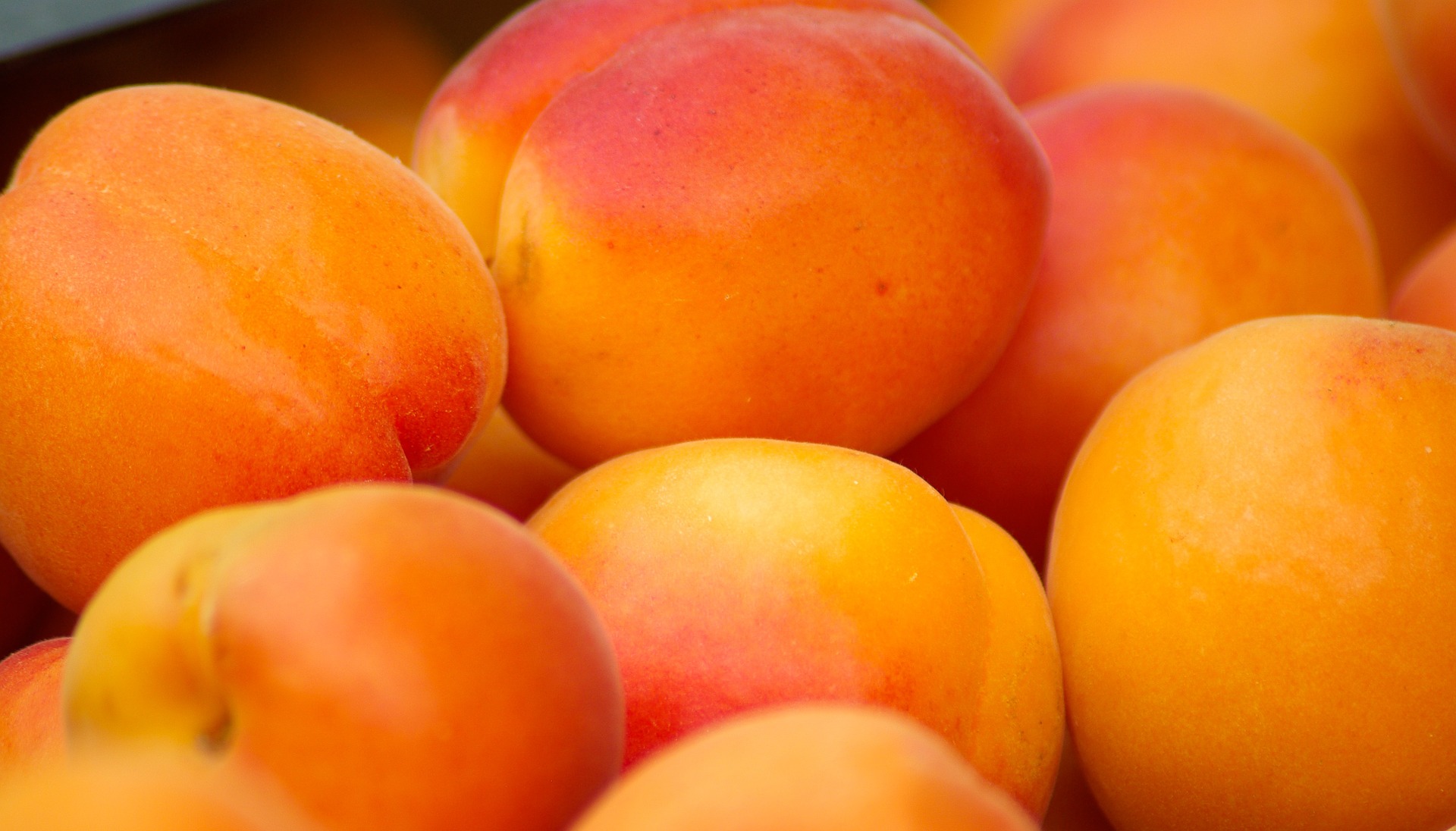 Резултат с изображение за apricot