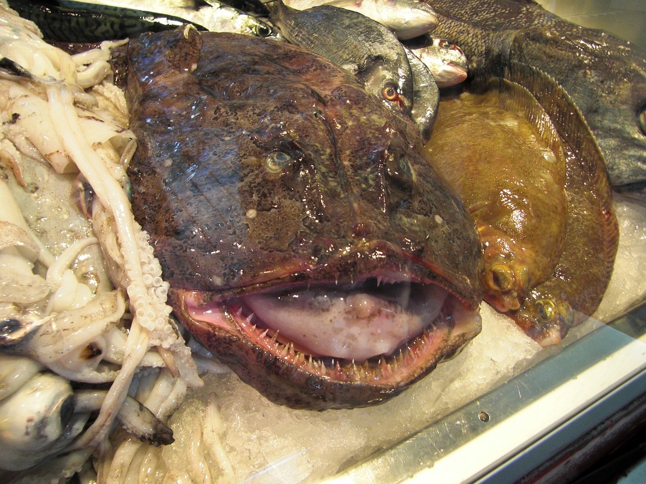 Agwi - MonkfishAngler Fish