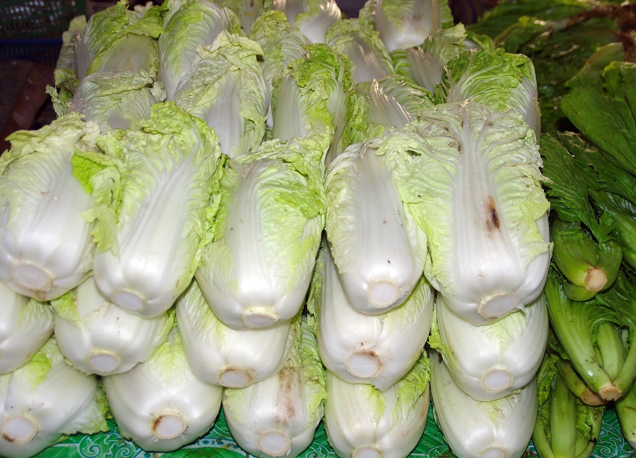 Cabbage, Napa, raw