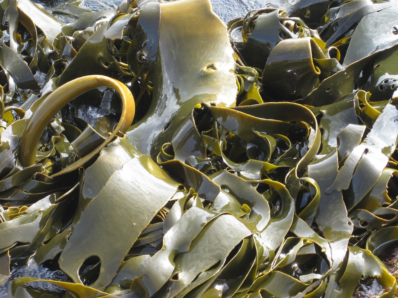 Dasima - Kelp