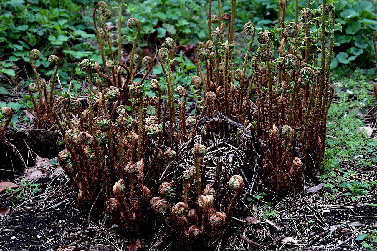 Fiddlehead ferns, raw