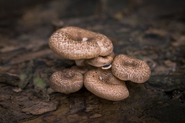 Mogi Beoseot – Tree-Ear Mushrooms