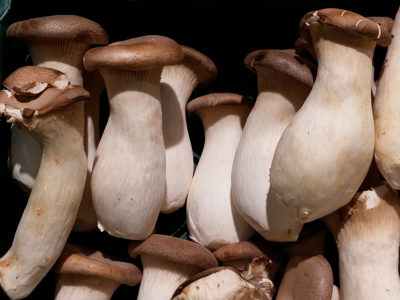 Seongi Beoseot – King Oyster Mushroom