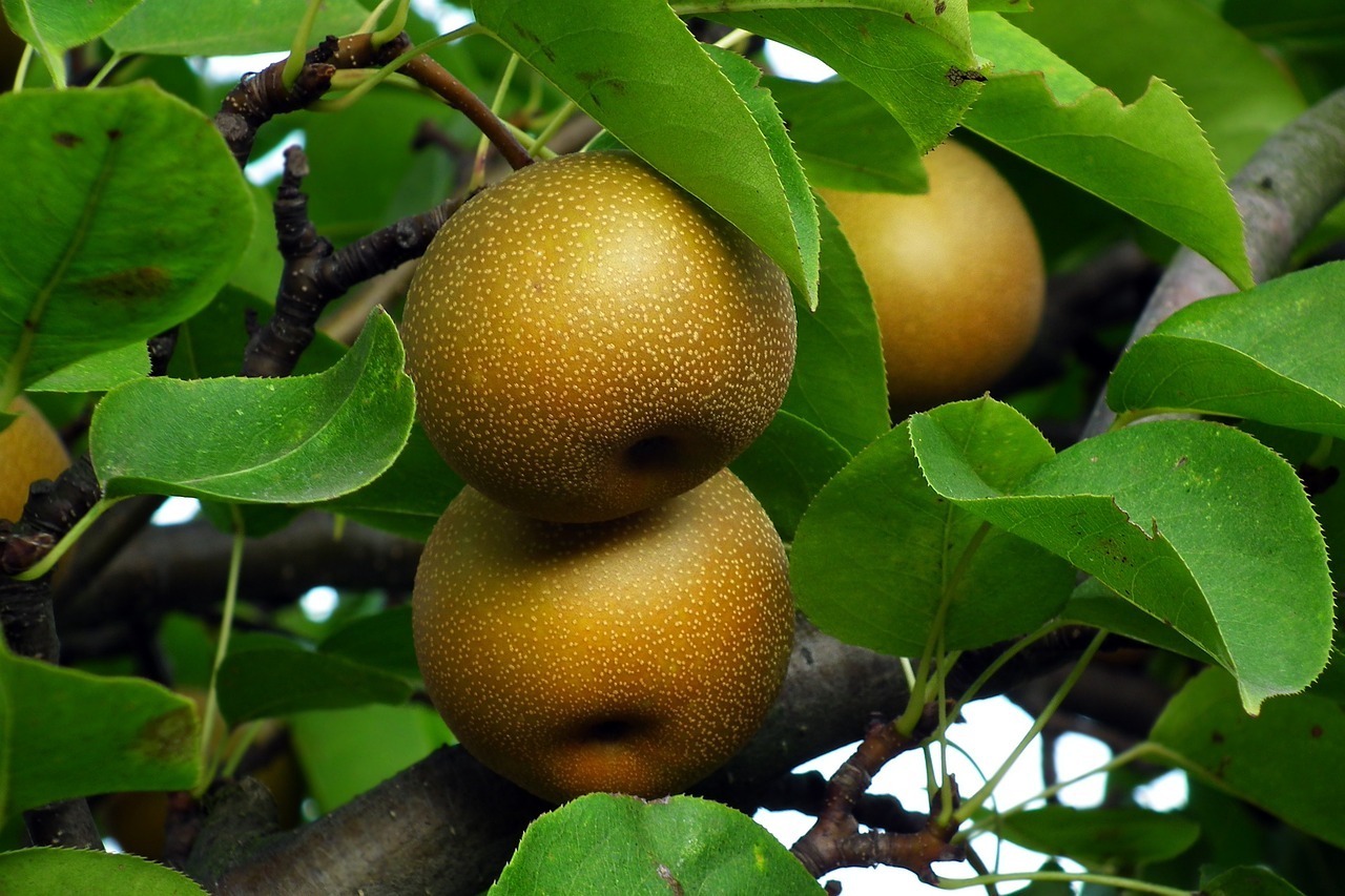 Pears, asian, raw