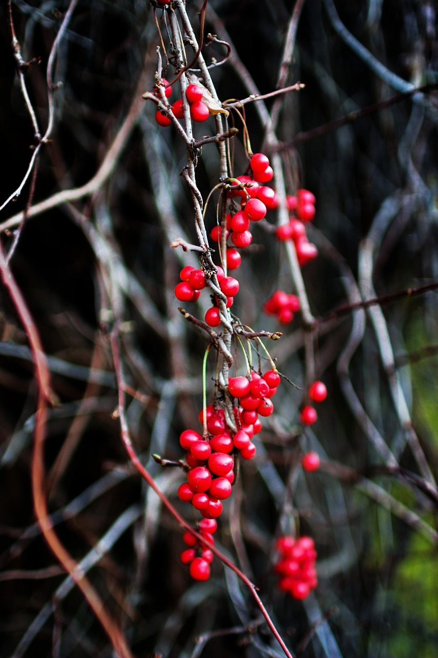Schisandra Chinensis Berry
