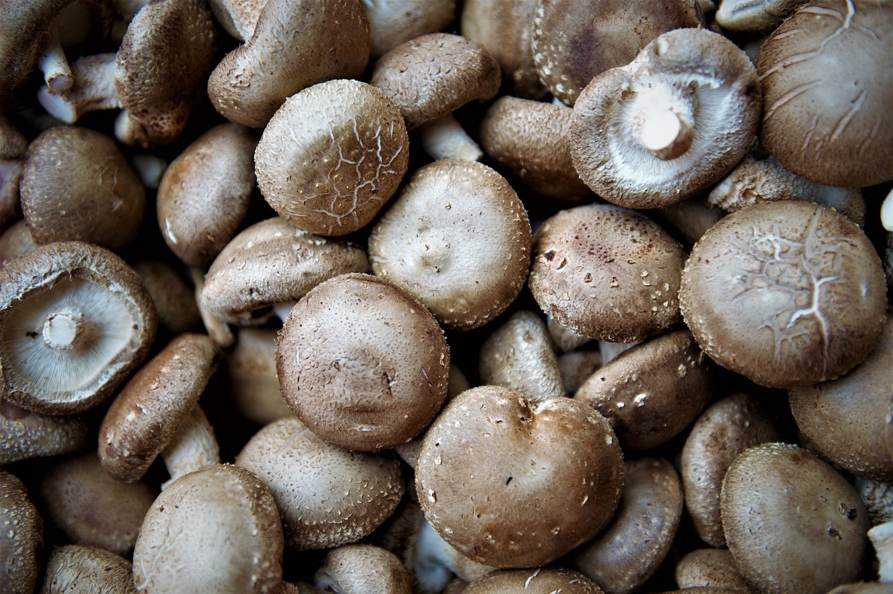 Pyogo Beoseot – Shiitake Mushroom