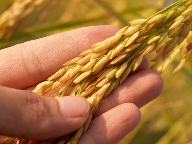 Makjang – Soybean Paste Mixed with Barley
