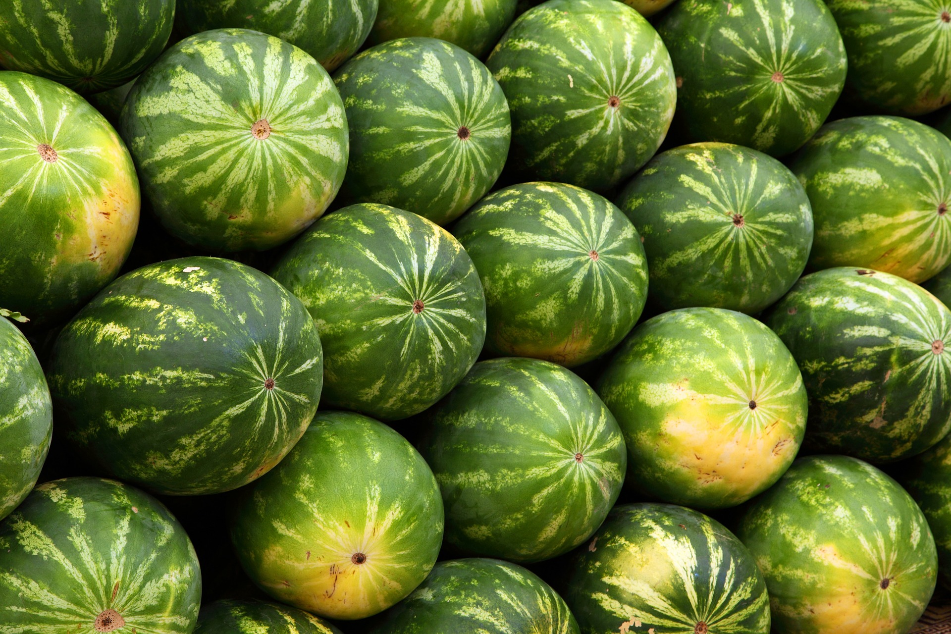 watermelon-2636-1920[1]