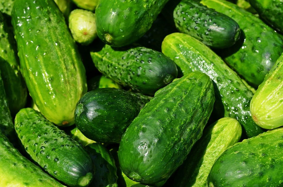 Guide to Cucumbers
