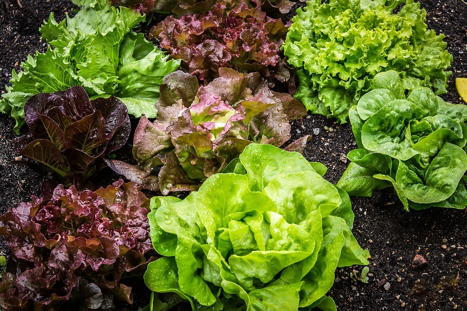 Guide to Different Types of Lettuce