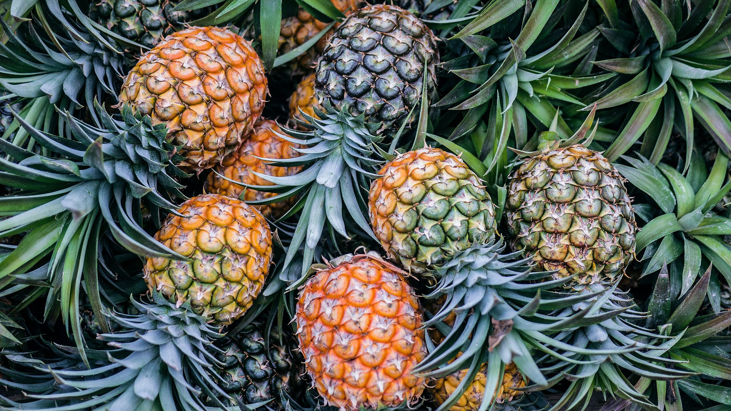 Guide to Pineapples