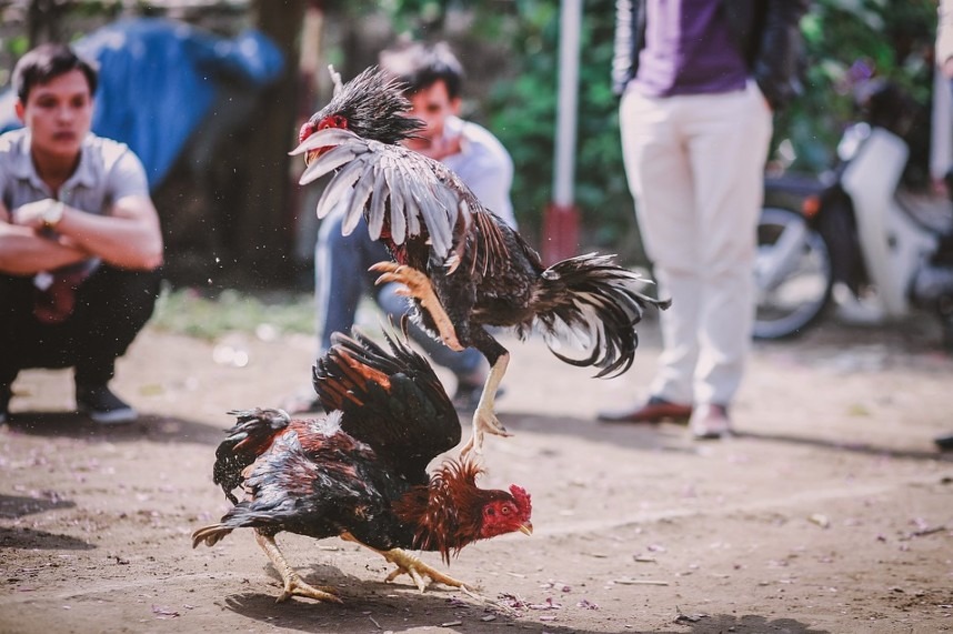 two roosters fighting