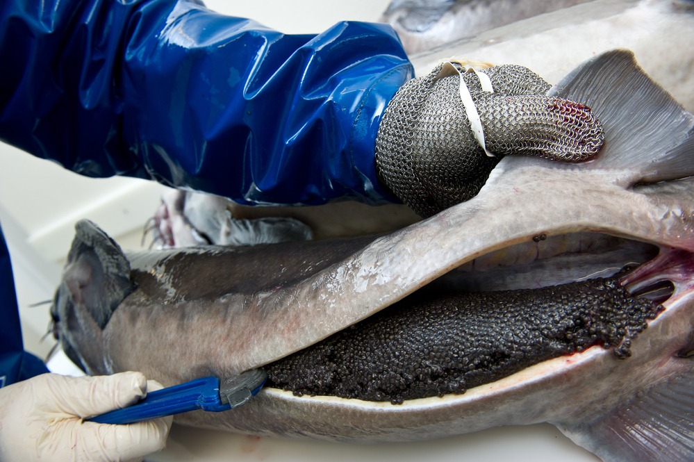 Workers prepare caviar, removing the eggs of a female sturgeon