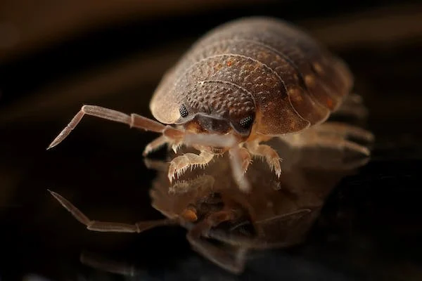 Common Signs Of A Bed Bug Infestation