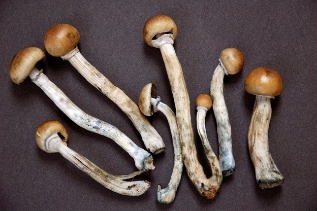Getting Ready to Safely use Magic Mushrooms