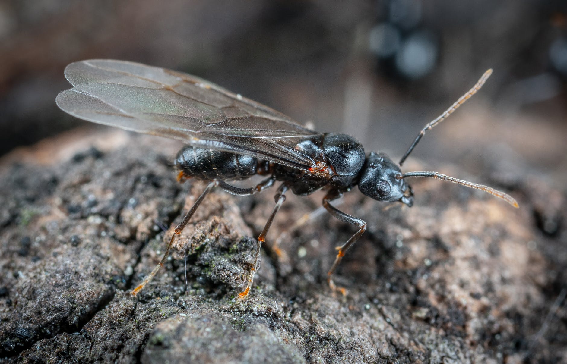 Your Ultimate Guide To Flying Ants And How To Deal With Them