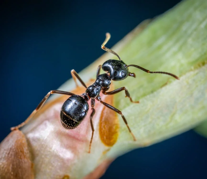 Your Ultimate Guide To Flying Ants And How To Deal With Them