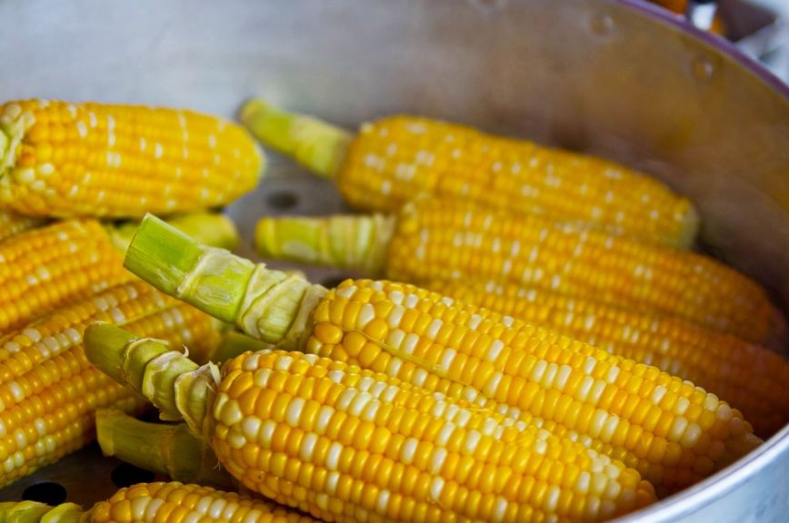 corn, yellow corn