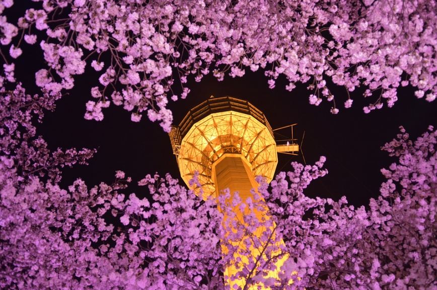 night view of 83 Tower, cherry blossoms