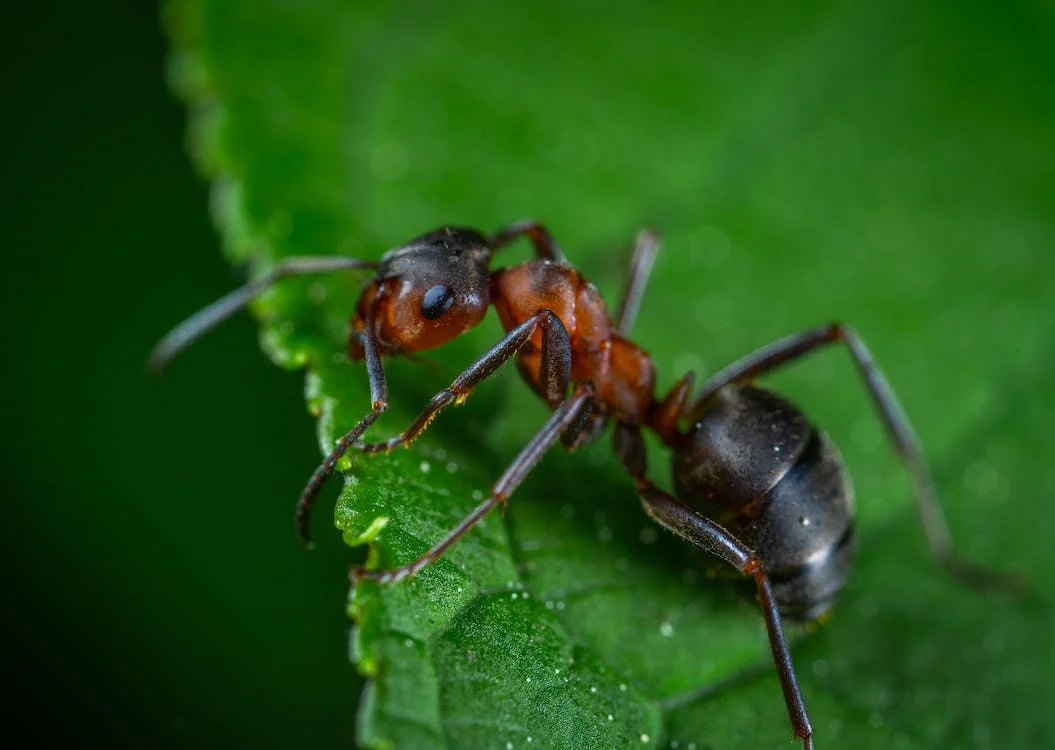 Effective Techniques To Eliminate Ants In Your House
