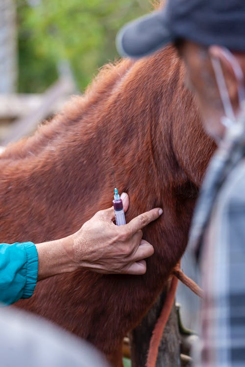 When to Call the Horse Veterinarian