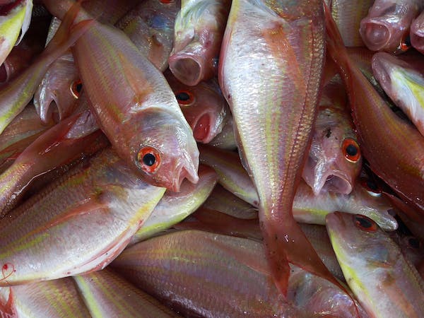 5 Fish You Should Be Eating for a Healthier and Happier Life
