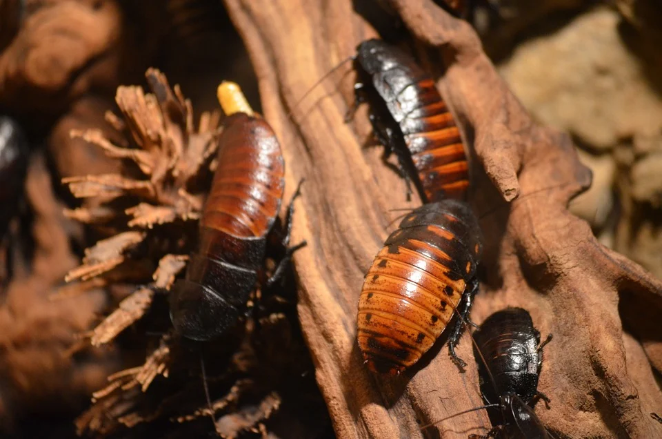 Everything You Need To Know About Baby Cockroaches And What They Look Like