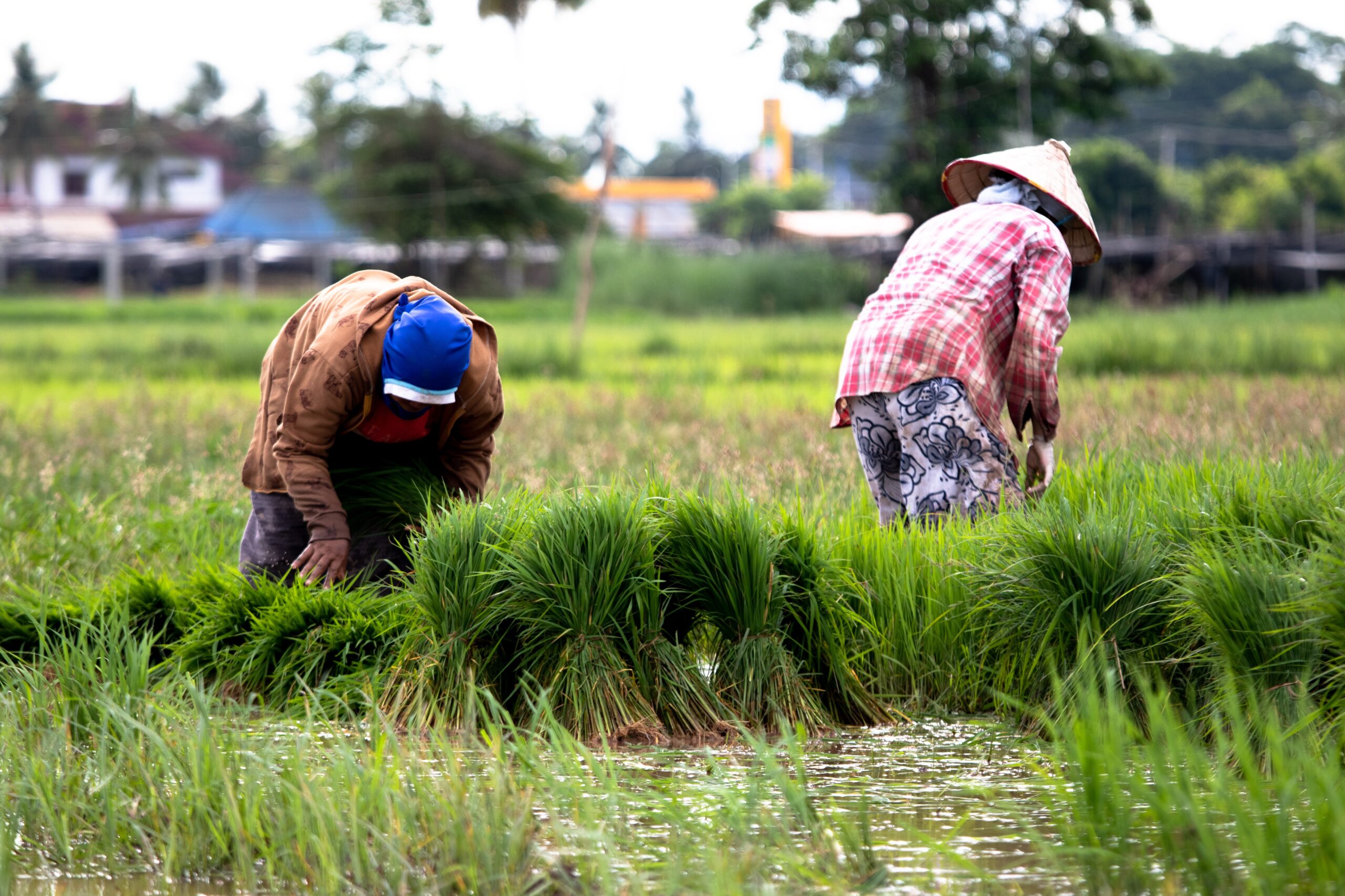 Rice-fields-in-Laos
