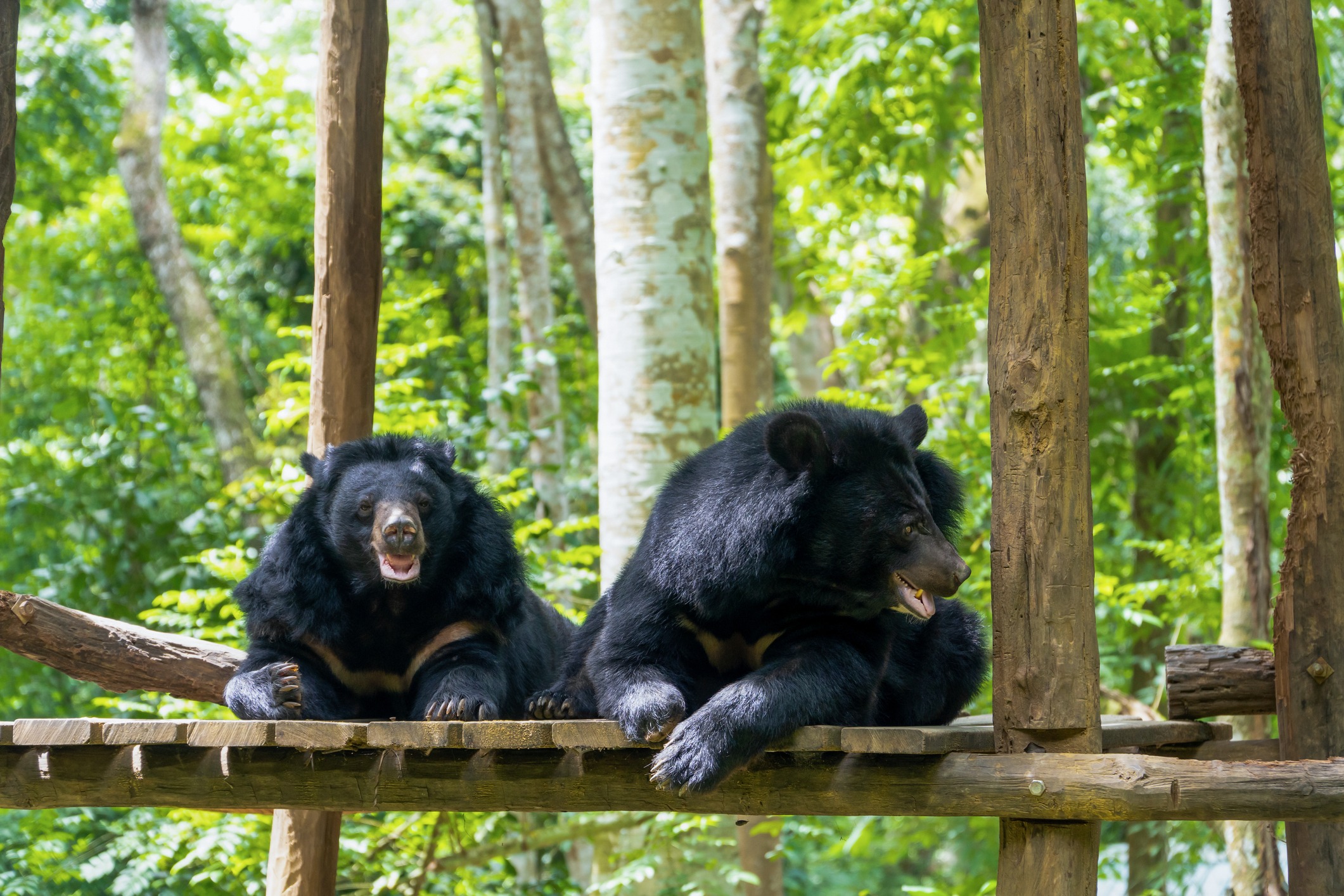 two-black-bears-relaxing-and-enjoying-in-the-sun-shine-at-rescued-center-or-animal
