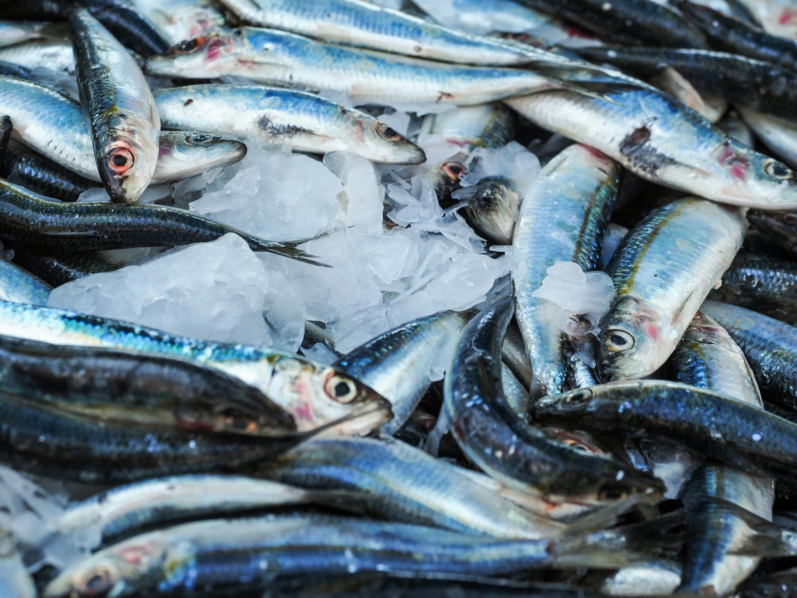 Navigating the Waves A Beginner's Guide to Wholesale Seafood Buying